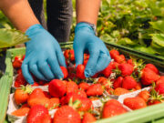 Vom Lohn bis zur Unterkunft – Erntehelfer im Kreis Stormarn sind keine „Feldarbeiter 2. Klasse“