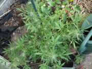 Polizei entdeckt zufällig Marihuana-Plantage