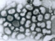 Tierseuchenrechtliche Allgemeinverfügung Nr. 4/2025