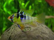 Zierfisch- und Pflanzentauschbörse des Aquarien – Terrarien Verein Bargteheide 01.11.2025 Sonnabend