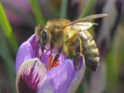 Imker in Ahrensburg sehr zufrieden