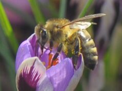 Imker in Ahrensburg sehr zufrieden