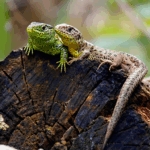 Ausgleich-OEkokonten_Schleswig-Holstein_Artenschutz