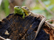Heimischer Laubwald statt Fichtenforst – ein Urwald von morgen für mehr Artenvielfalt und Klima im Kreis Stormarn