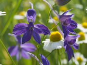 ONLINE-VORTRAG ZUM FELDRITTERSPORN AM 22.1.2026