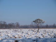12 Monate – 12 Moore | kostenfreie Führungen durch die Moore Norddeutschlands