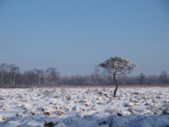 12 Monate – 12 Moore | kostenfreie Führungen durch die Moore Norddeutschlands
