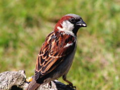Stunde der Wintervögel – Vögel zählen in Stormarn