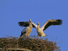 „Storchenland Stormarn“