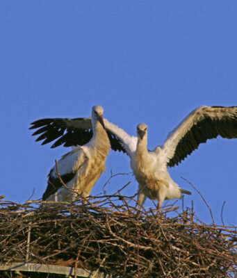 „Storchenland Stormarn“