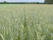 Für mehr Artenvielfalt auf unseren Äckern: Modellprojekt erprobt neue Fördermaßnahmen für den Erhalt von selten gewordenen Ackerwildkräutern zusammen mit Landwirtschaftsbetrieben