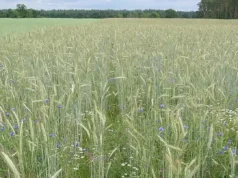 Für mehr Artenvielfalt auf unseren Äckern: Modellprojekt erprobt neue Fördermaßnahmen für den Erhalt von selten gewordenen Ackerwildkräutern zusammen mit Landwirtschaftsbetrieben