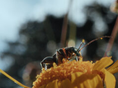 Kino „INSEKTEN – Helden im Verborgenen“ – am 8.9.2026 19:30 Uhr