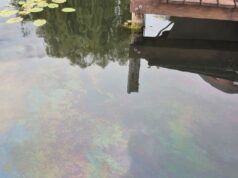 Großflächige Gewässerverunreinigung auf Möllner Ziegelsee Polizei sucht Zeugen