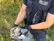 Verletzter Greifvogel gerettet