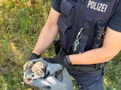 Verletzter Greifvogel gerettet