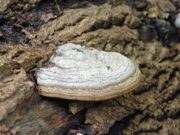 VHS-Bargteheide: Das ABC des Pilze-Sammelns – Vital Pilze