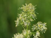 Die Gelbe Wiesenraute ist Blume des Jahres 2027