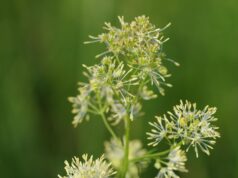 Die Gelbe Wiesenraute ist Blume des Jahres 2027