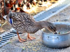 Falsche Fütterung gefährdet Wildvögel